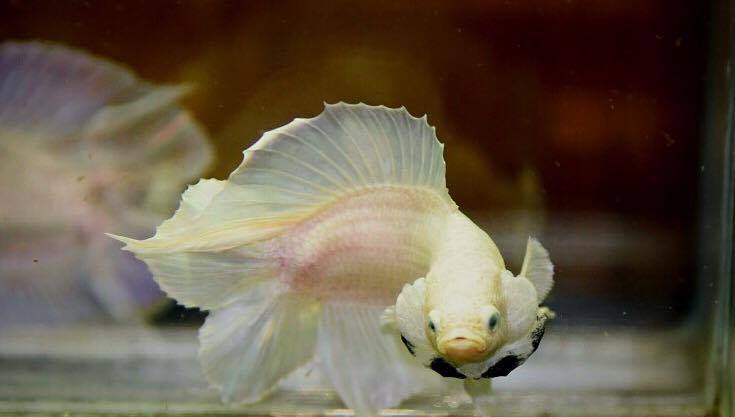 "คัดเกรด"ปลากัดครีบสั้นหางคู่-Double Tails White platinum Quality Grade
