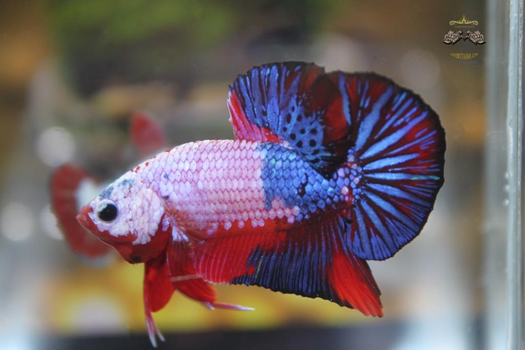 ปลากัดคัดเกรดครีบสั้น - Halfmoon Plakad Fancy Dragon Premium Quality Grade AAA+