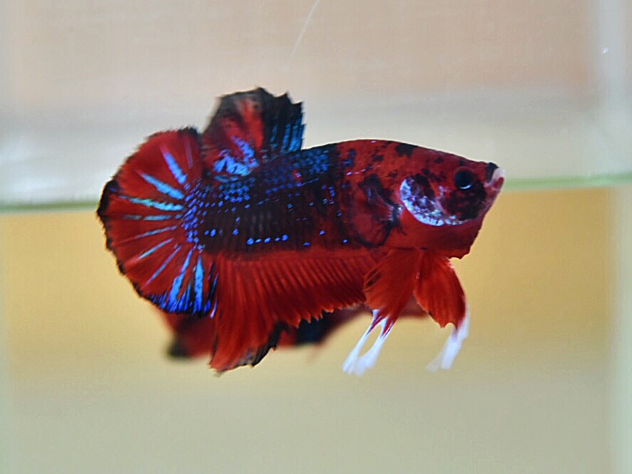 ปลากัดคัดเกรดครีบสั้น - Halfmoon Plakad Fancy Premium Quality Grade
