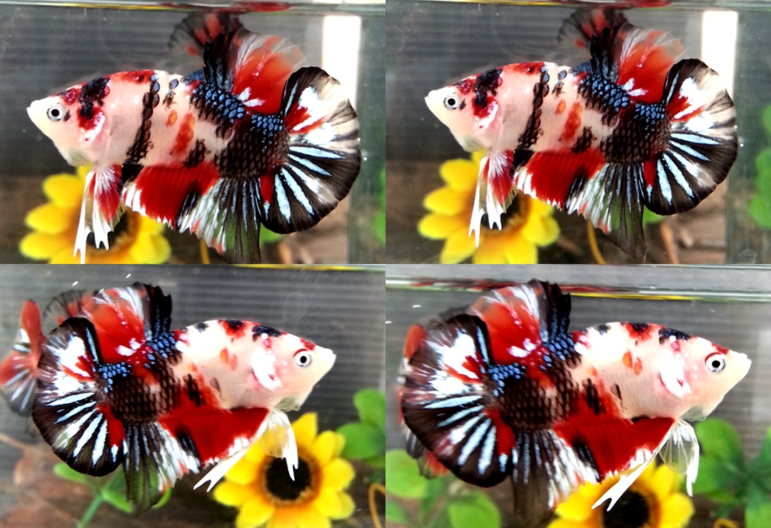"Koi" ปลากัดคัดเกรดครีบสั้น - Halfmoon Plakad Fancy Koi Premium Quality Grade