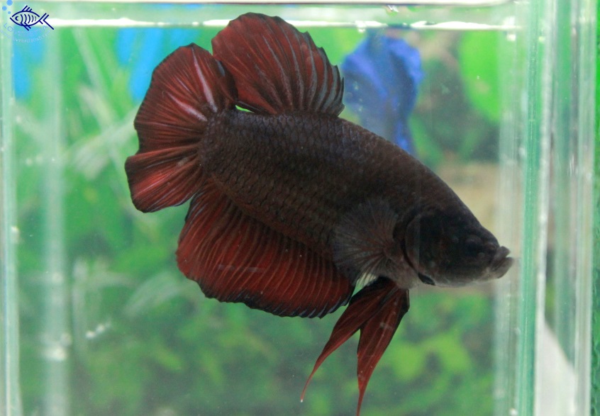(ขายแล้วครับ)"คัดเกรด"ปลากัดยักษ์ครีบสั้น-Giant Fancy Black and Red