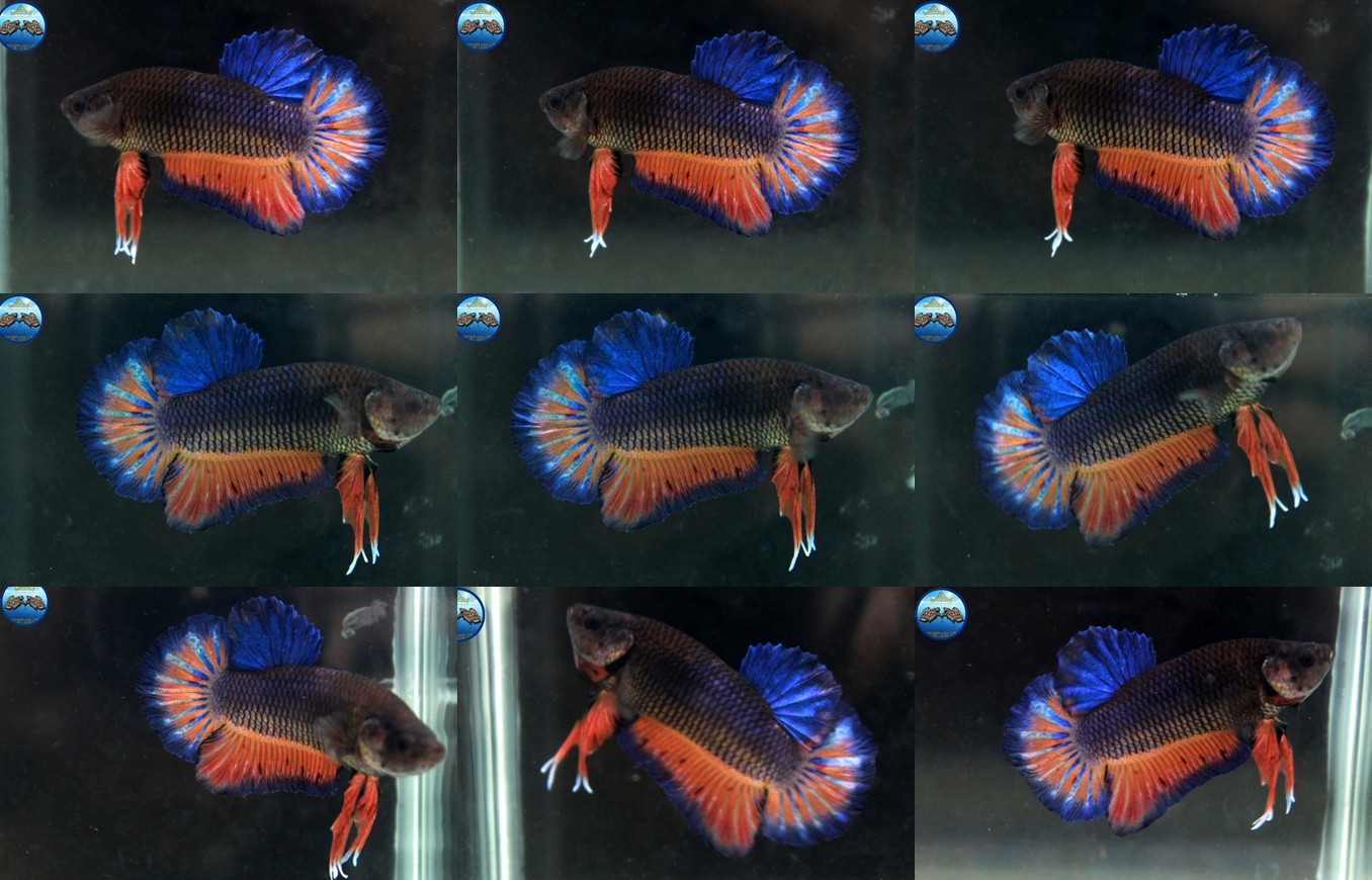 (ขายแล้วครับ)"คัดเกรด"ปลากัดครีบสั้น-Halfmoon Plakats Super Fancy