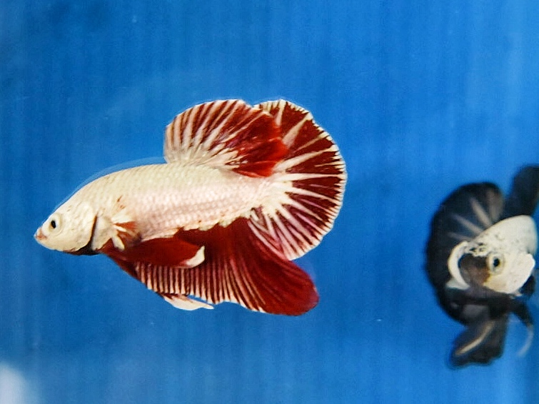 'ปลาวัยรุ่นอนาคตไกล' ปลากัดคัดเกรดครีบสั้น - Halfmoon Plakad Red Dragon Premium Quality Grade