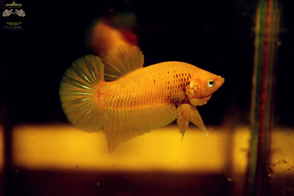 (ขายแล้วครับ)"คัดเกรด"ปลากัดครีบสั้น-Halfmoon Plakats Super Yellow
