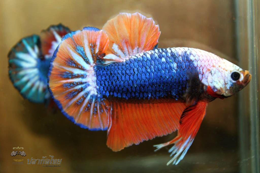 ปลาใหญ่ขนาดเกือบ 1.8-1.9 นิ้ว ปลากัดคัดเกรดครีบ - Halfmoon Plakad Fancy Orange Monster Premium Quality Grade