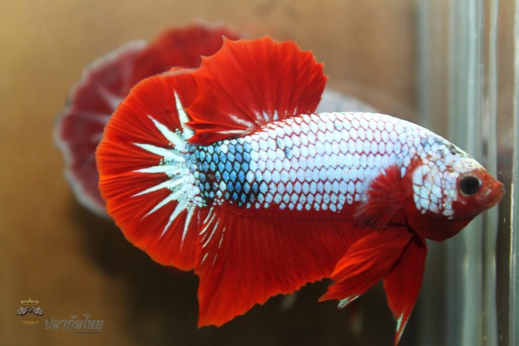 ปลาใหญ่ขนาดเกือบ 1.8-1.9 นิ้ว ปลากัดคัดเกรดครีบ - Halfmoon Plakad Fancy Dragon Premium Quality Grade