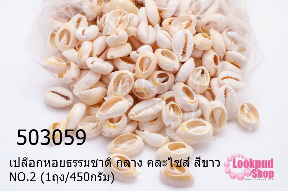 เปลือกหอยธรรมชาติ กลาง คละไซส์ สีขาว NO.2 (1ถุง/450กรัม)