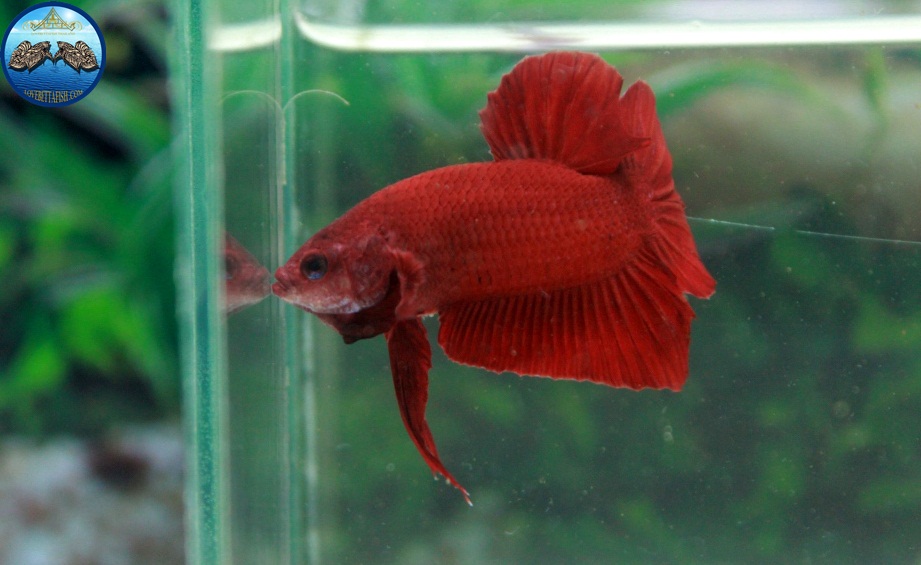 (ขายแล้วครับ)Super red ปลากัดครีบสั้น-Halfmoon Plakats Super Red