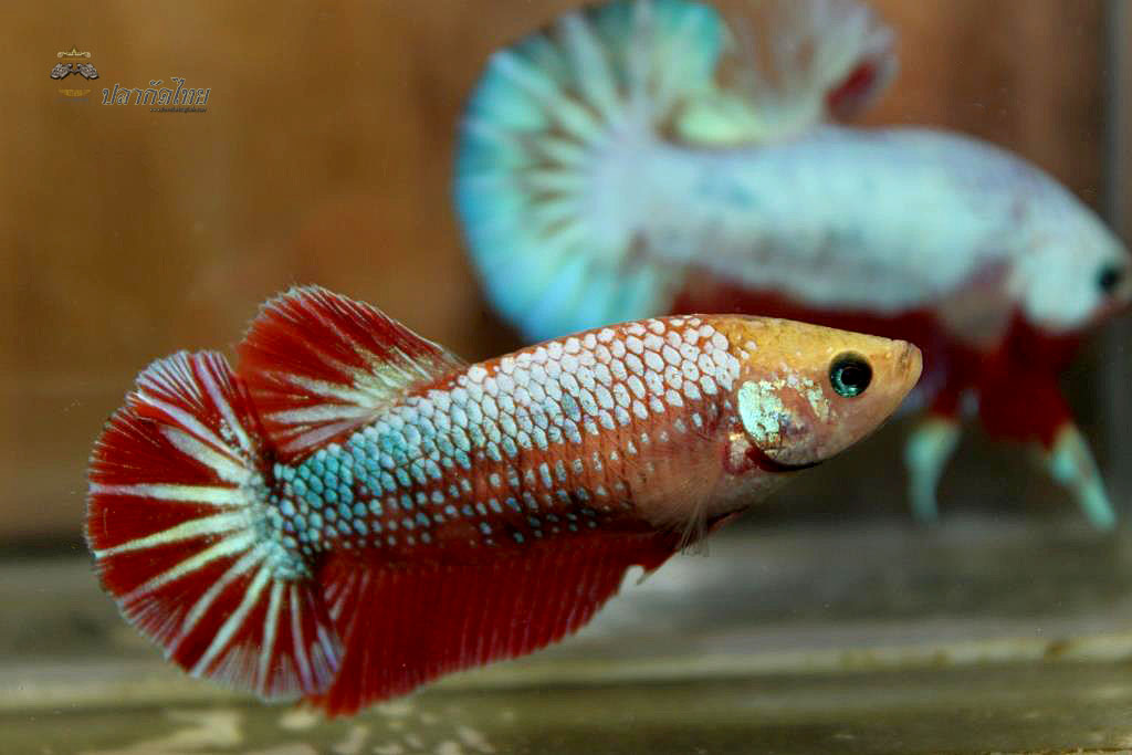 ปลากัดคัดเกรดครีบสั้นตัวเมีย - Halfmoon Plakad Fancy Dragon Premium Quality Grade