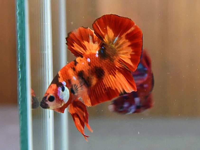 'นีโม่ ลายเสือไฟ'ปลากัดคัดเกรดครีบสั้น - Halfmoon Plakad Fancy Nemo Fire Tiger Premium Quality Grade