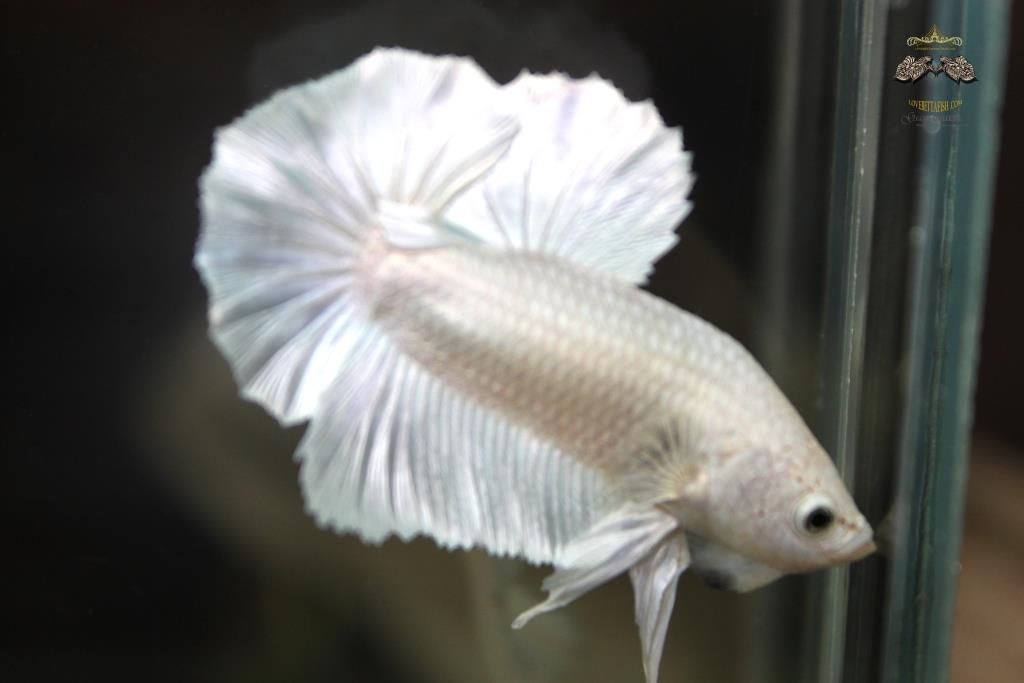 ปลากัดคัดเกรดครีบสั้น - Halfmoon Plakad White Platinum Premium Quality Grade AAA+