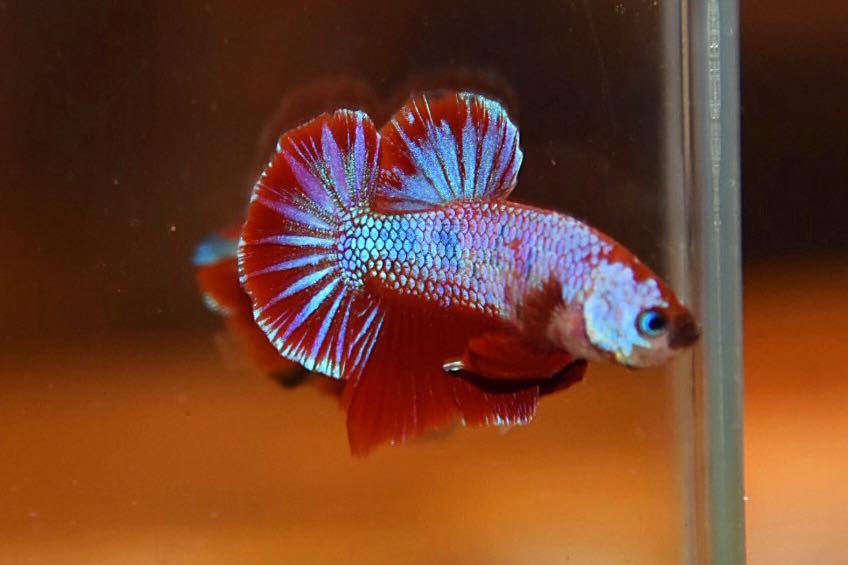 “ลายปลาคราฟ”ปลากัดคัดเกรดครีบสั้น - Halfmoon Plakad Fancy Koi Quality Grade