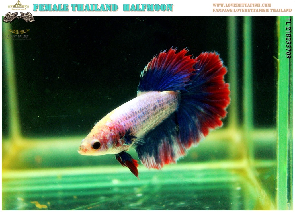 (ขายแล้วครับ)"คัดเกรด"ปลากัดครีบยาวหางเดี่ยว หางพระจันทร์ครึ่งดวงตัวเมีย-Female Halfmoon Thailand Grade A++
