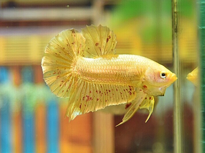 ปลากัดคัดเกรดครีบสั้นสีทองแว้นด้าลายจุดแดง - Halfmoon Plakad Gold Vanda Platinum Premium Quality Grade