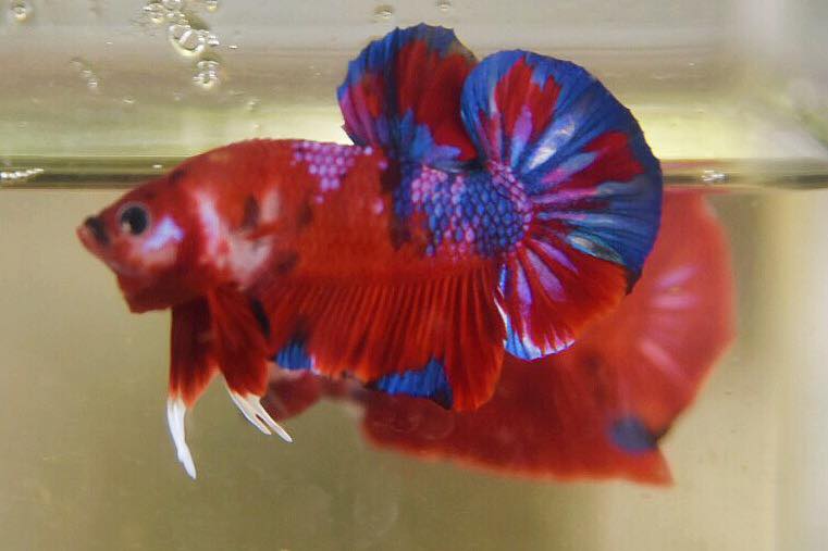 "แฟนซีโค่ยกาแลคซี่" ปลากัดคัดเกรดครีบสั้น - Halfmoon Plakad Fancy Koi Galaxy Premium Quality Grade