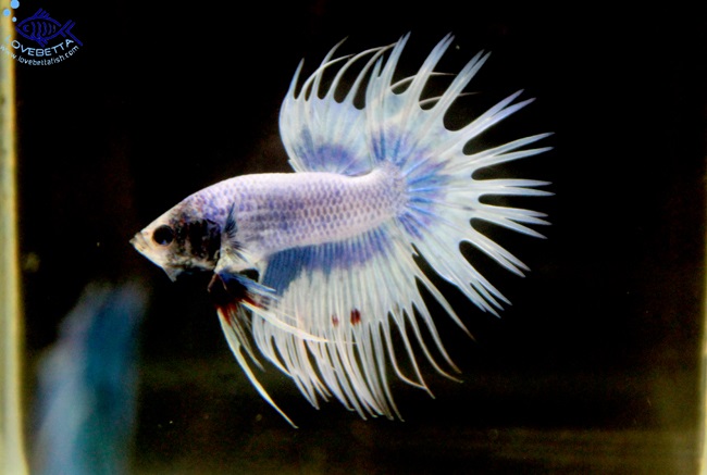 (ขายแล้วครับ)ตอนรับเทศกาล สงกรานต์ ปลากัดครีบยาวหางมงกุฏ-Crowntails Fancy
