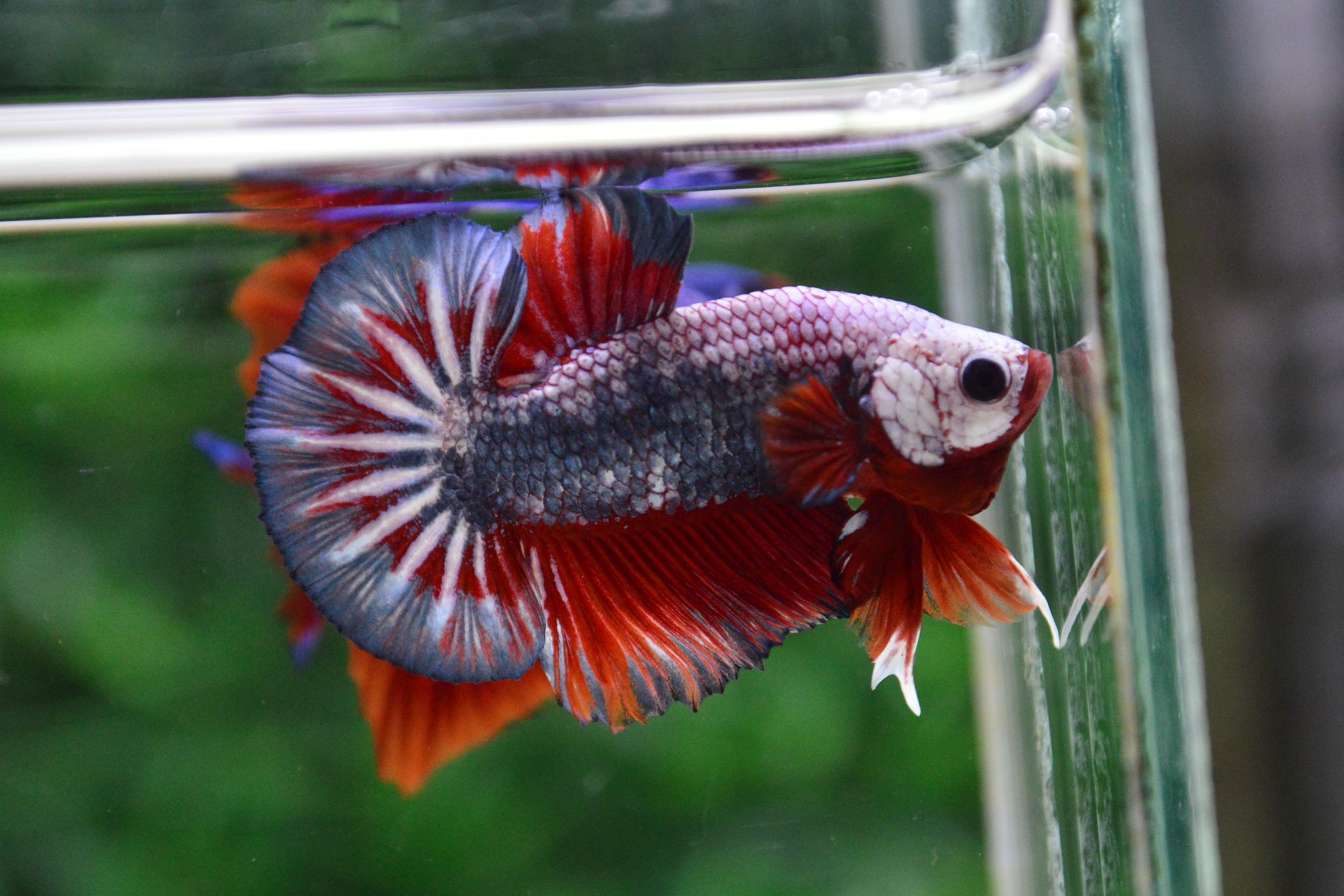 ปลากัดคัดเกรดครีบสั้น - Halfmoon Plakad Fancy Dragon Premium Quality Grade AAA+