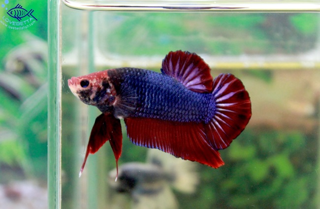 (ขายแล้วครับ)ปลากัดยักษ์ครีบสั้น-Giant Fancy