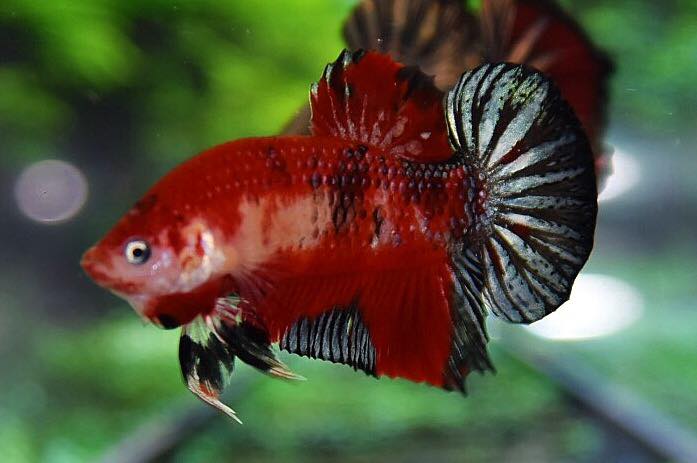 ปลากัดคัดเกรดครีบสั้น - Halfmoon Plakad Red Koi Premium Quality Grade