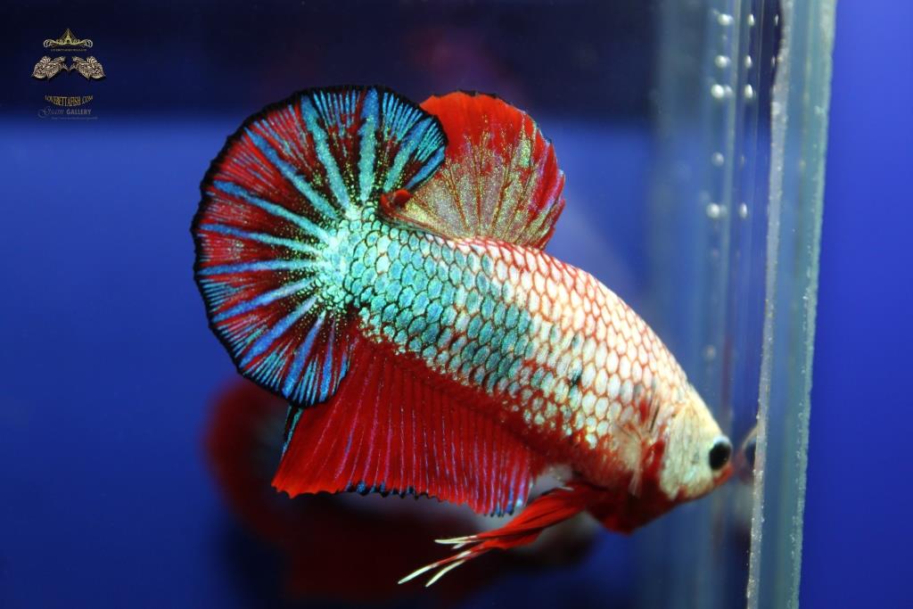 ปลากัดคัดเกรดครีบสั้น - Halfmoon Plakad FancyDragon Quality Grade