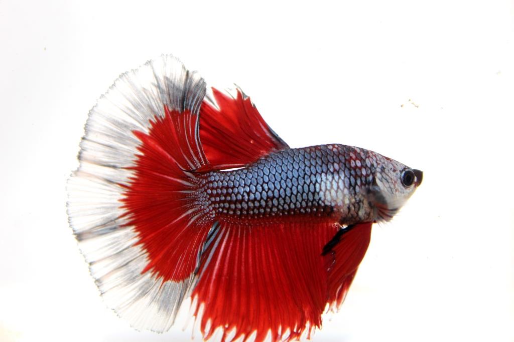 "คัดเกรดประกวด"ปลากัดครีบยาว-Halfmoon Fancy Red Butterfly Premium Quality Grade AAA+