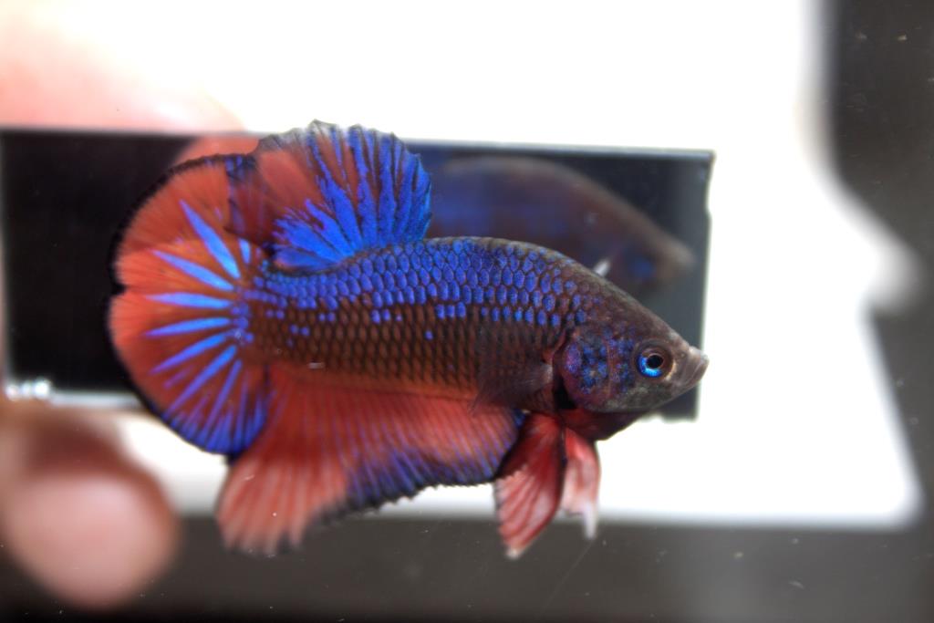 ปลากัดคัดเกรดครีบสั้น - Halfmoon Plakad Fancy Dragon Quality Grade