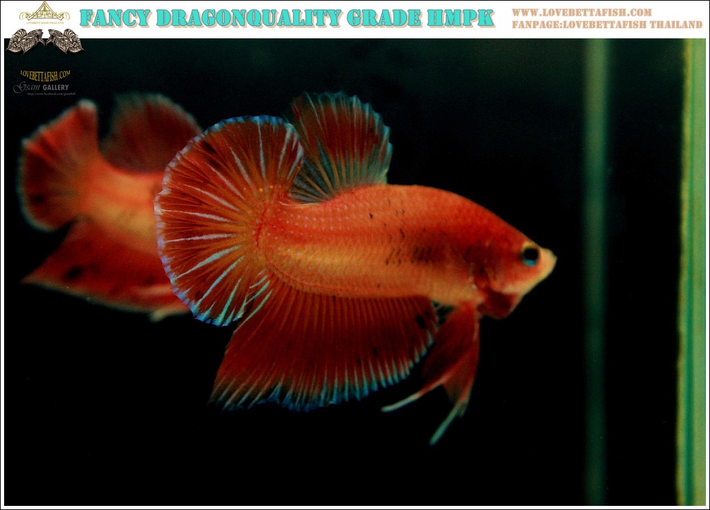 (ขายแล้วครับ)"คัดเกรด"ปลากัดครีบสั้น-Halfmoon Plakats ORange Fancy Quality Grade