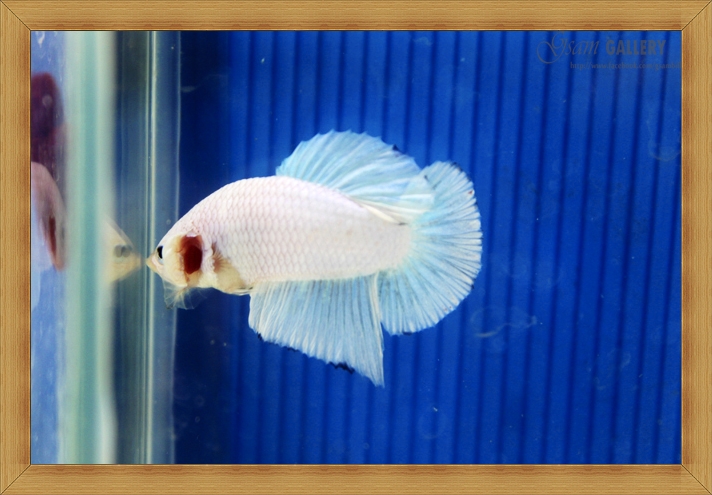ปลากัดครีบสั้น - Halfmoon Plakats White Dragon