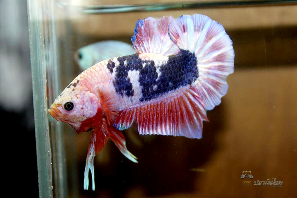 ปลากัดคัดเกรดครีบสั้น - Halfmoon Plakad Fancy Pink Dragon Premium Quality Grade