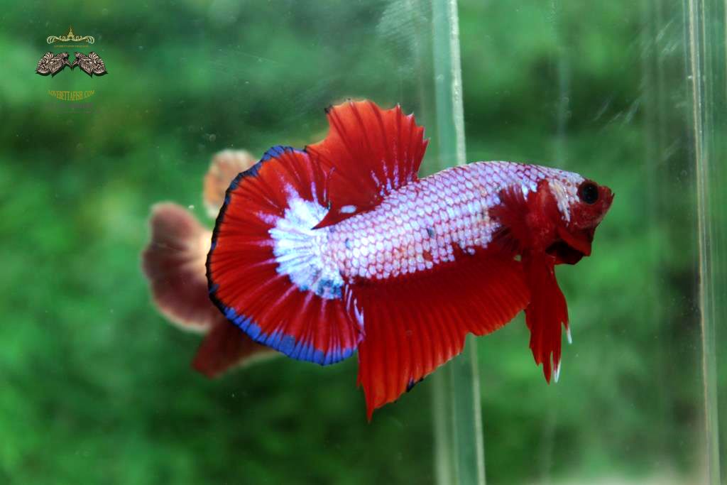 ปลากัดคัดเกรดครีบสั้น - Halfmoon Plakad Fancy Dragon Quality Grade