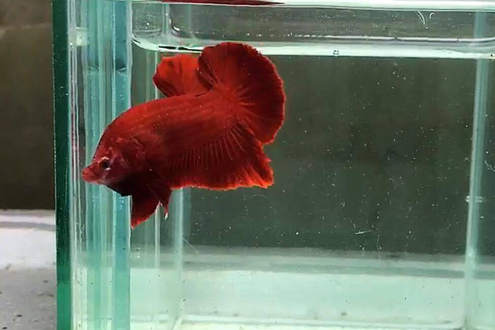 ปลากัดคัดเกรดครีบสั้น - Halfmoon Plakad Super Red Quality Grade