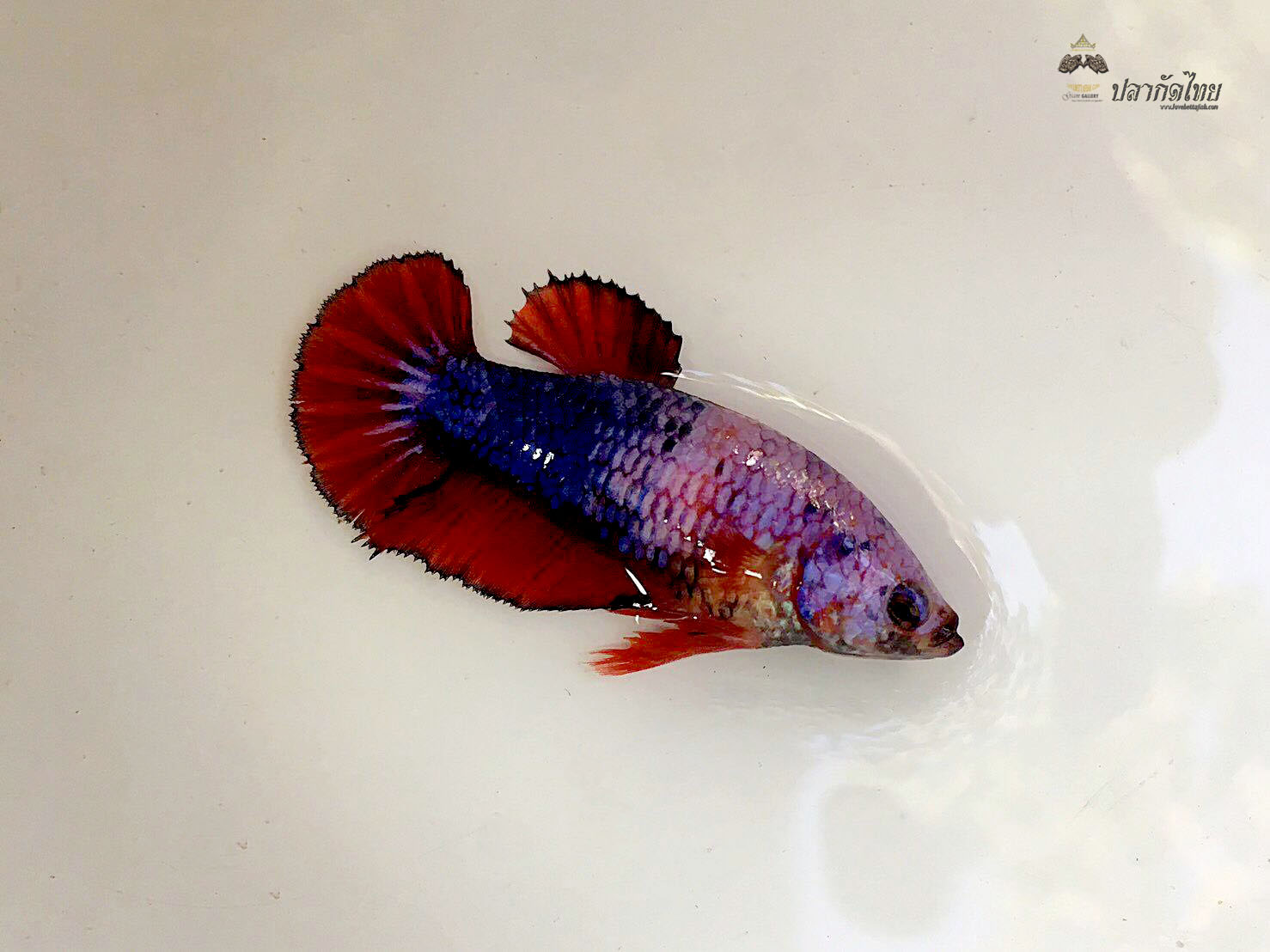 ปลากัดคัดเกรดครีบสั้นตัวเมีย - Female Halfmoon Plakad Fancy Quality Grade