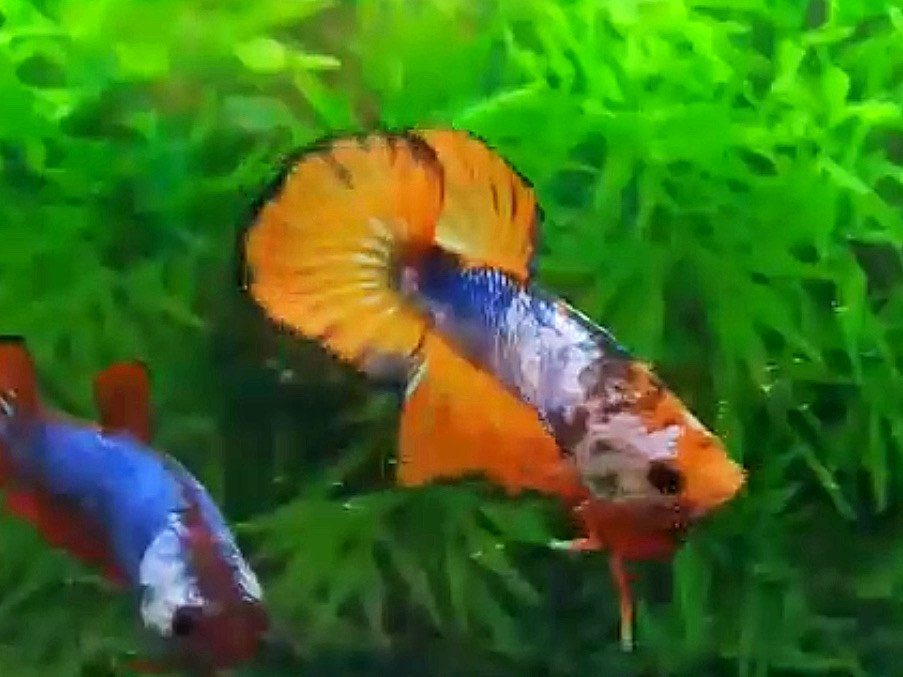 ปลากัดครีบสั้นคัดเกรด - Halfmoon Plakad Fancy orange dragon Premium Quality Grade