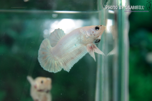 ปลากัดครีปสั้น - Fancy Halfmoon Plakats10