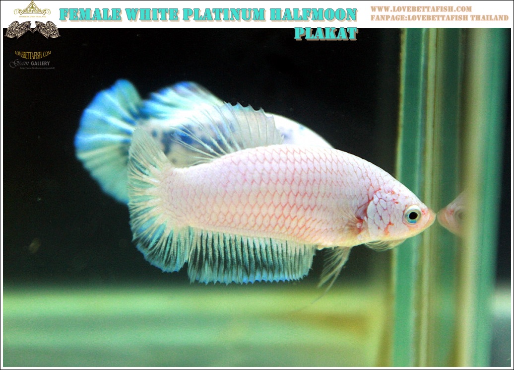 (ขายแล้วครับ)"คัดเกรด"ปลากัดครีบสั้นตัวเมีย-Female Halfmoon Plakats White Dragon A++