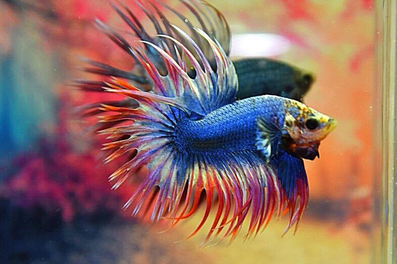 "ธงชาติไทย" ปลากัดคัดเกรดครีบยาวหางมงกุฎ - CrownTails FancyThailand Premium Quality Grade AAA+
