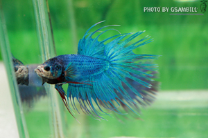 ปลากัดครีบสั้น - Fancy HMPK Fancy Halfmoon Plakats (ขายเป็นคู่)