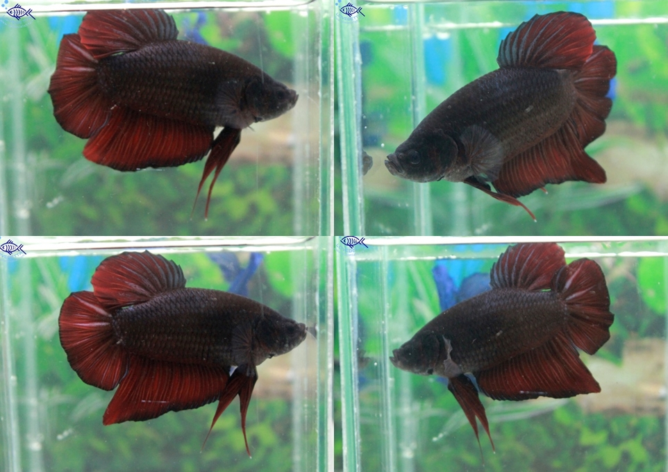 (ขายแล้วครับ)"คัดเกรด"ปลากัดยักษ์ครีบสั้น-Giant Fancy Black and Red