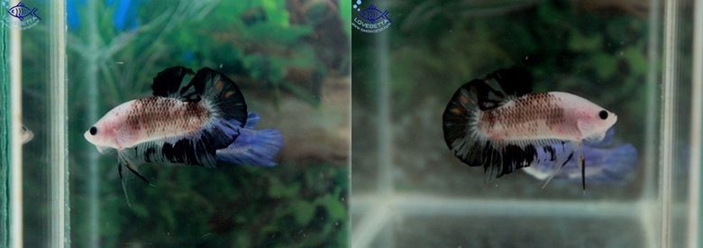 (ขายแล้วครับ)"คัดเกรด"ปลากัดครีบสั้น-Halfmoon Plakats Super Fancy