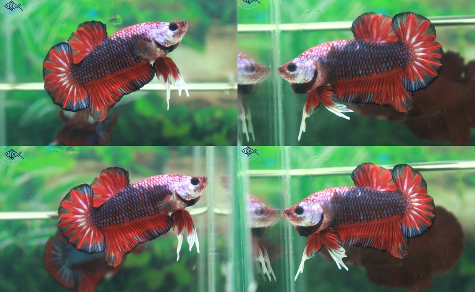 (ขายแล้วครับ)"คัดเกรด"ปลากัดครีบสั้น-Halfmoon Plakats Fancy