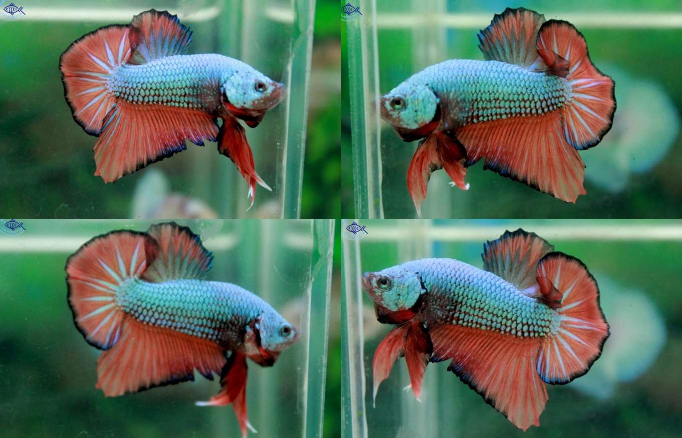 (ขายแล้วครับ)"คัดเกรด"ปลากัดครีบสั้น-Halfmoon Plakats Fancy Orange Green Dragon