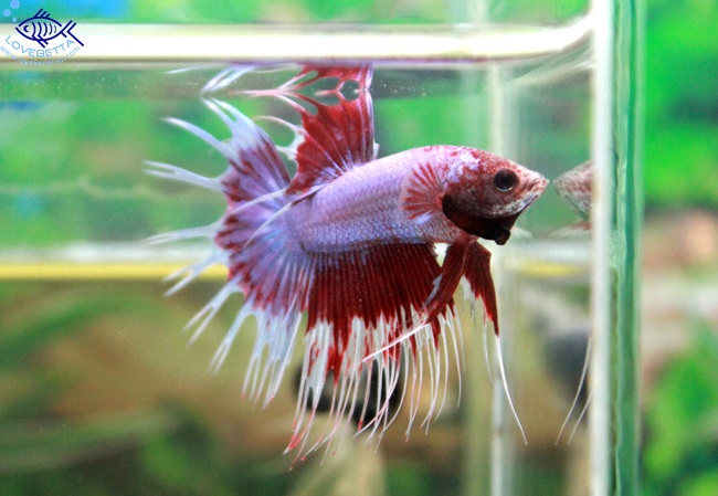 (ขายแล้วครับ)ปลากัดครีบยาวหางมงกุฏ-Crowntails Fancy