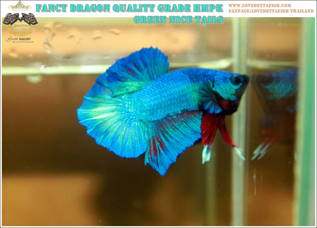 (ขายแล้วครับ)"คัดเกรด"ปลากัดครีบสั้น-Halfmoon Plakats Fancy Green Nice Tails Nice Form