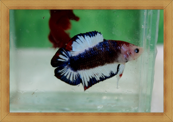 (ขายแล้วครับ)ปลากัดครีบสั้นหางคู่ - Fancy Halfmoon Plakats Double Tails