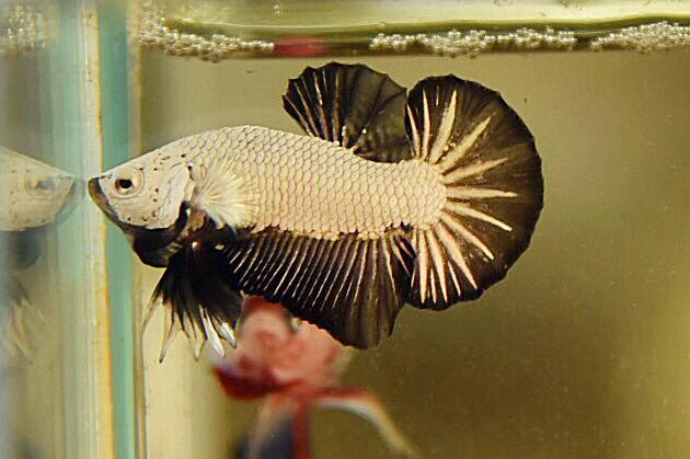 "มังกรดำ" ปลากัดคัดเกรดครีบสั้น - Halfmoon Plakad Black Dragon Premium Quality Grade
