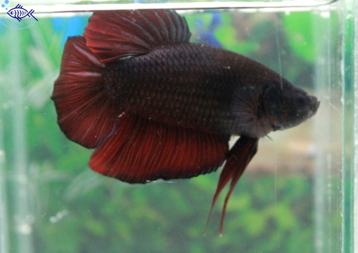 (ขายแล้วครับ)"คัดเกรด"ปลากัดยักษ์ครีบสั้น-Giant Fancy Black and Red