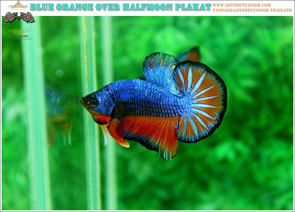 (ขายแล้วครับ)"คัดเกรดประกวด"ปลากัดครีบสั้น-Over Halfmoon Plakats Fancy Dragon Blue Orange Quality Grade