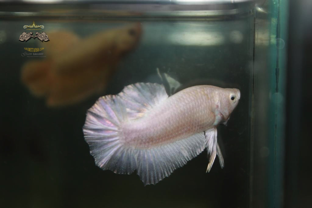 ปลากัดครีบสั้น -Halfmoon Plakad White Platinum