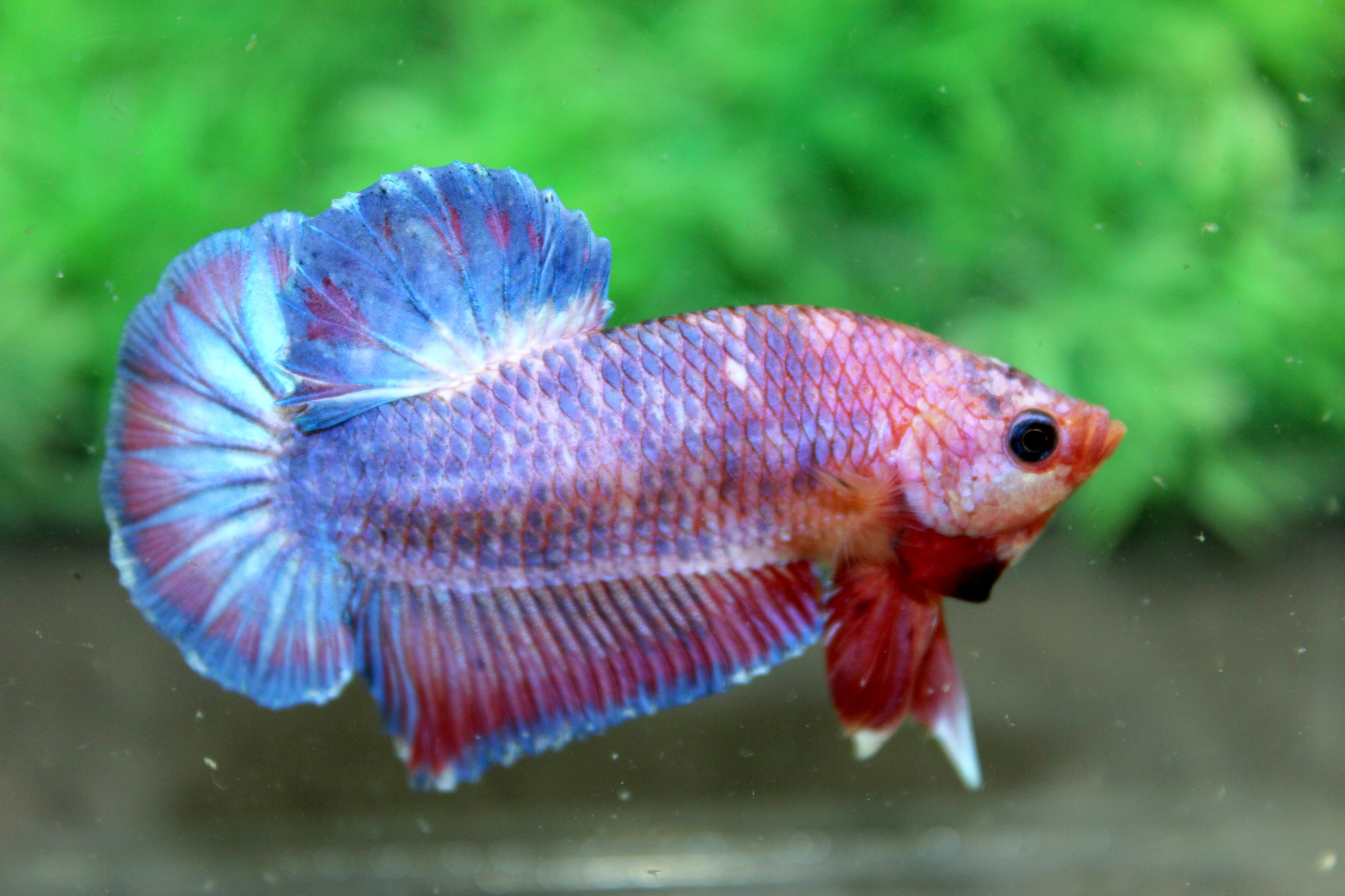 คัดเกรดปลากัดครีบสั้น-Halfmoon Plakad Quality Grade Fancy Sweet Colors