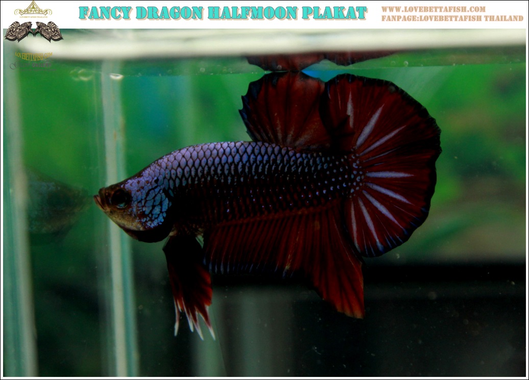 (ขายแล้วครับ)"คัดเกรด"ปลากัดครีบสั้น-Halfmoon Plakats Fancy Dragon